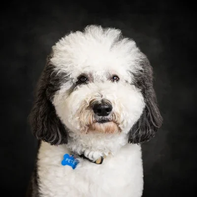 A headshot photo of Pete